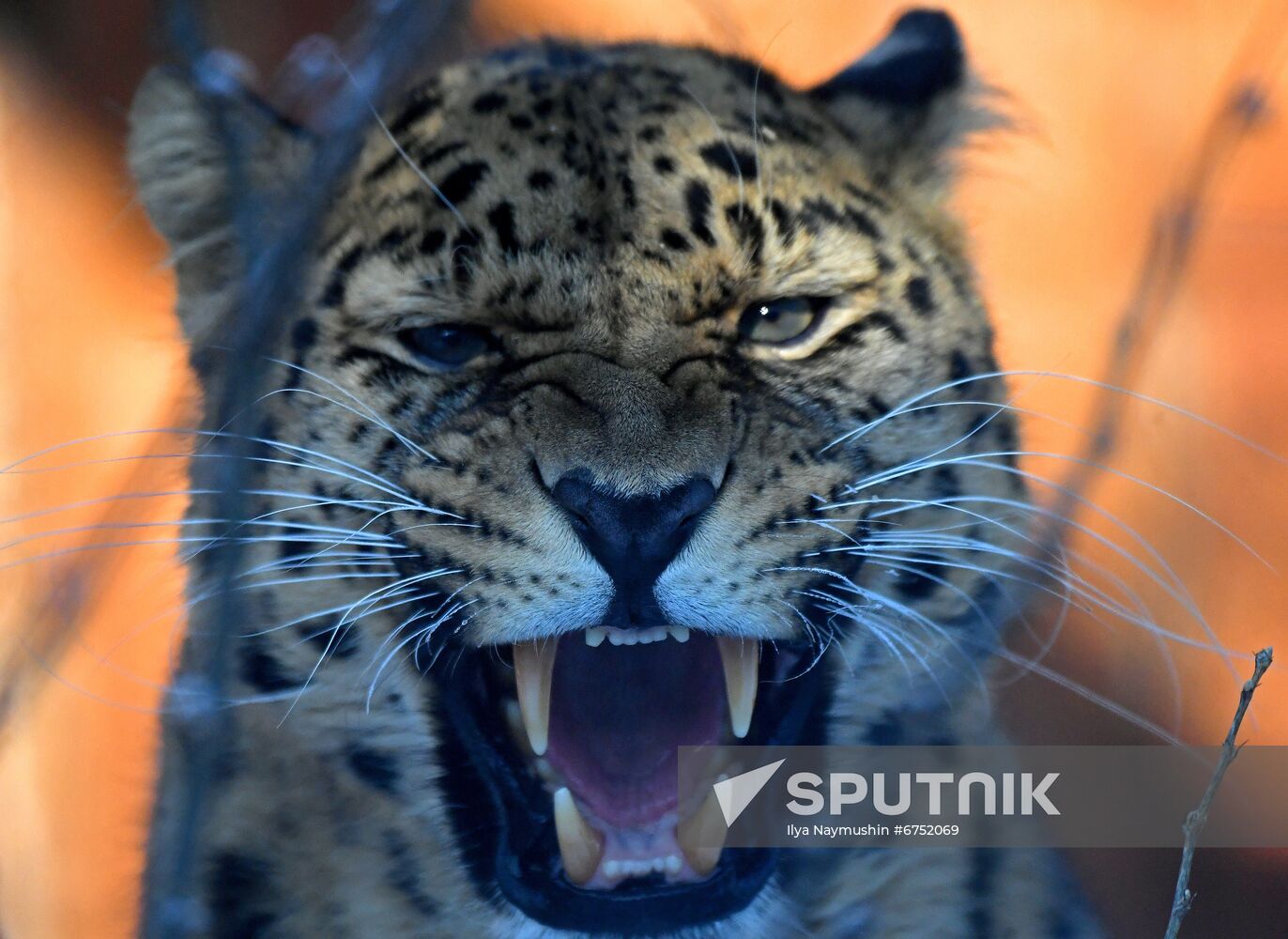 Russia Zoo Lunar New Year