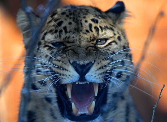 Russia Zoo Lunar New Year