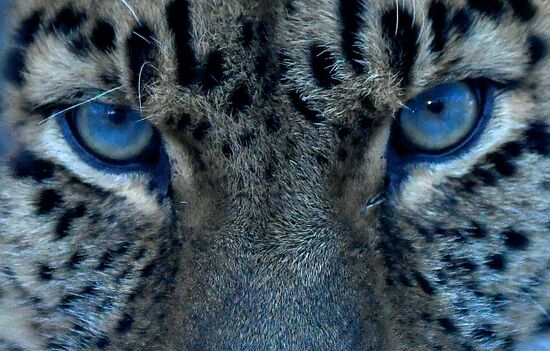 Year of the Tiger according to lunar calendar celebrated in Royev Ruchei flora and fauna park