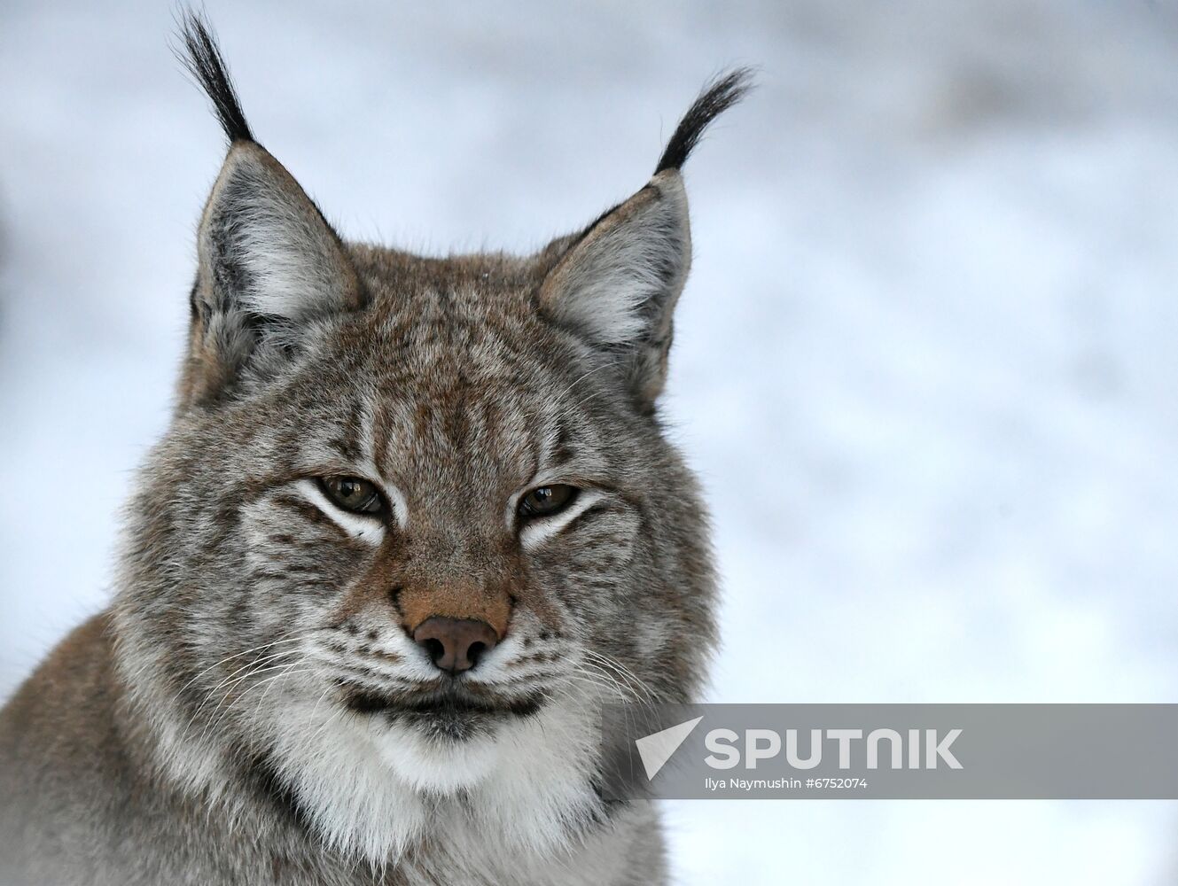 Russia Zoo Lunar New Year