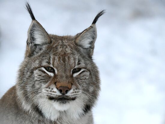 Russia Zoo Lunar New Year