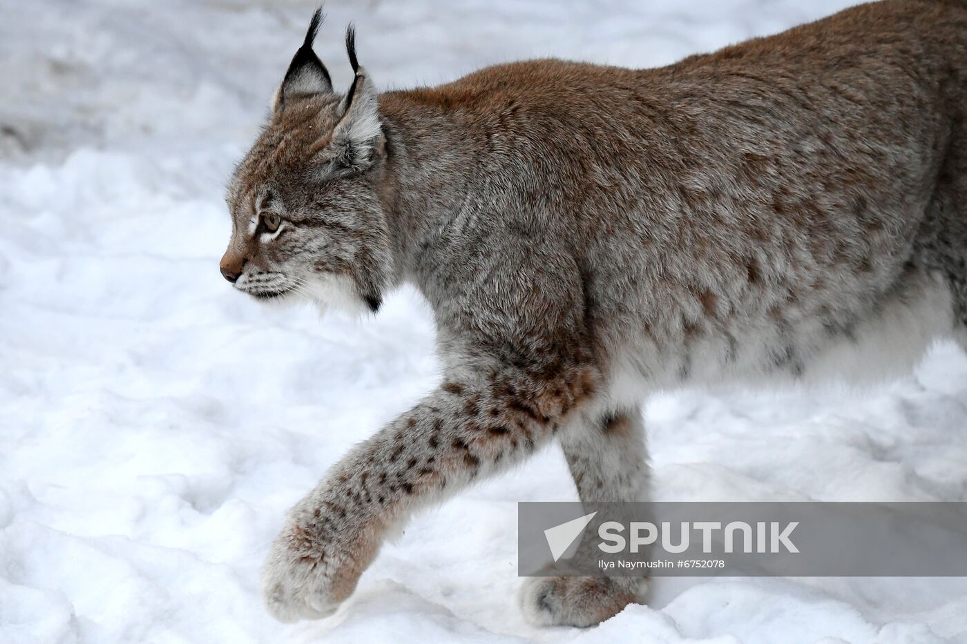 Russia Zoo Lunar New Year