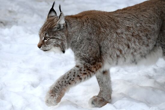 Russia Zoo Lunar New Year