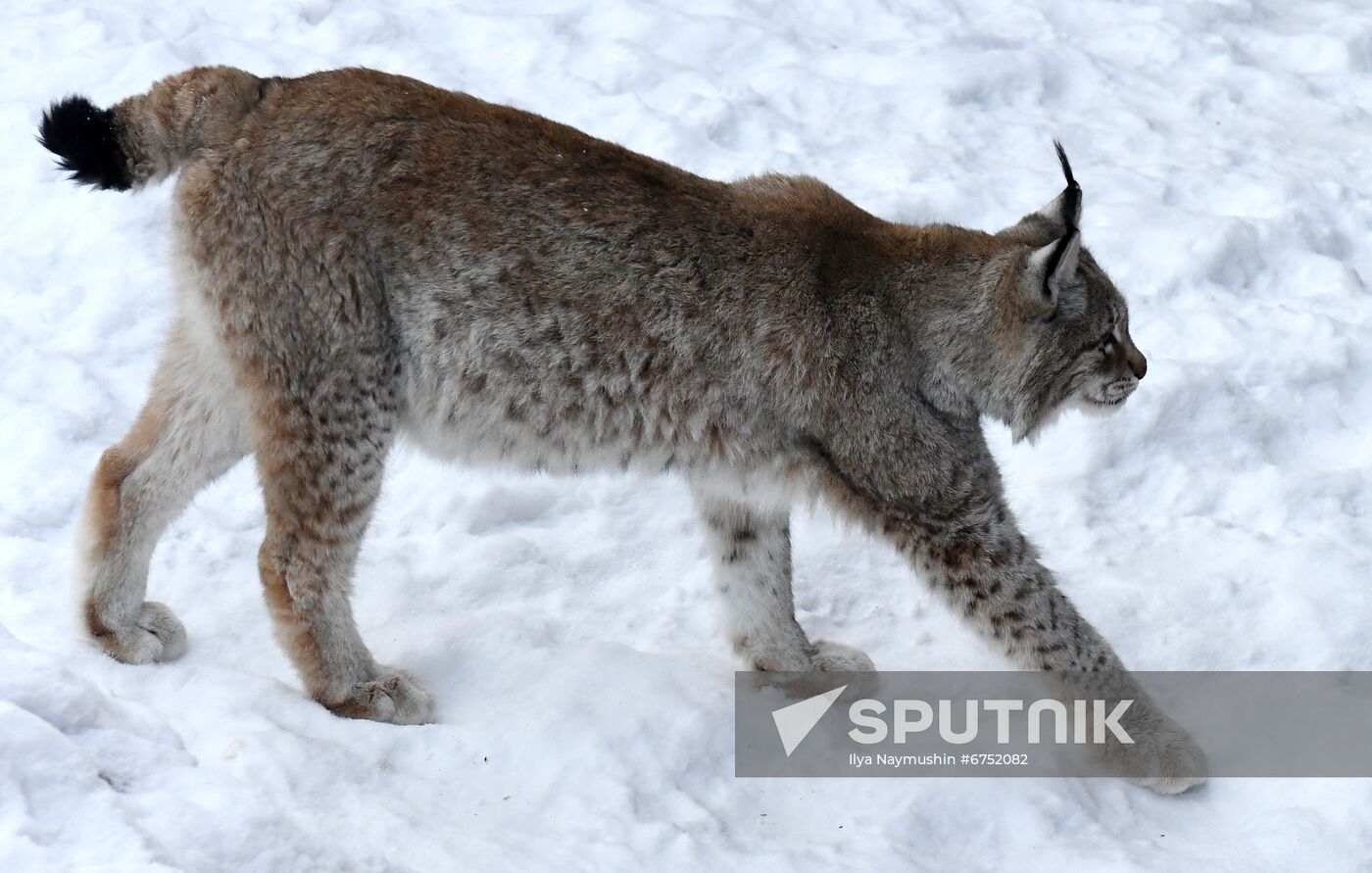 Russia Zoo Lunar New Year