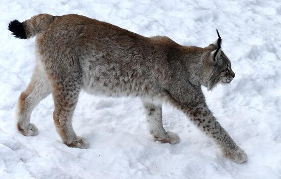 Russia Zoo Lunar New Year
