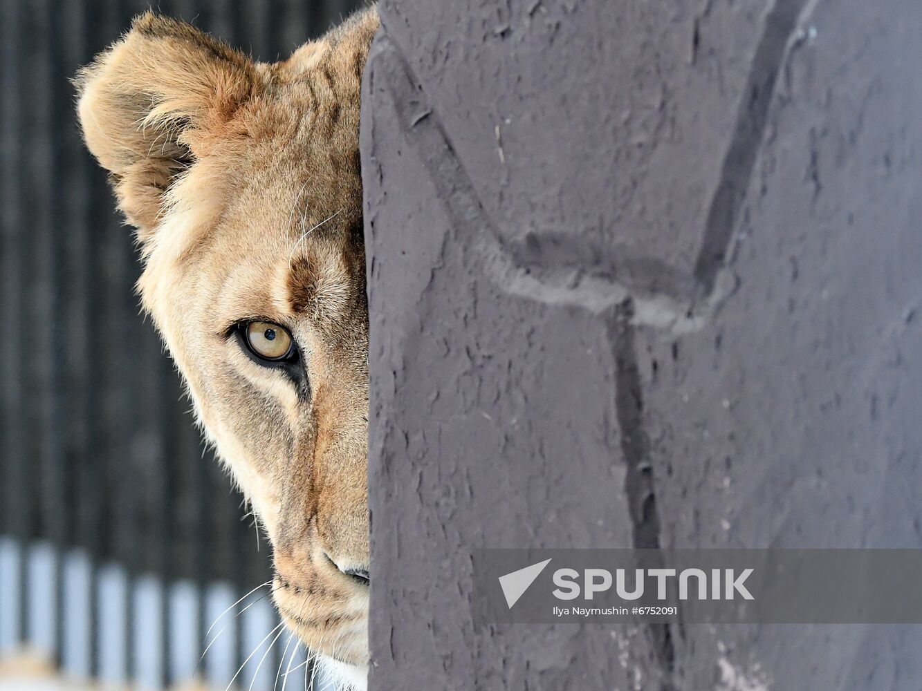 Russia Zoo Lunar New Year