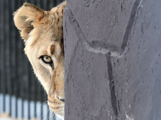 Russia Zoo Lunar New Year