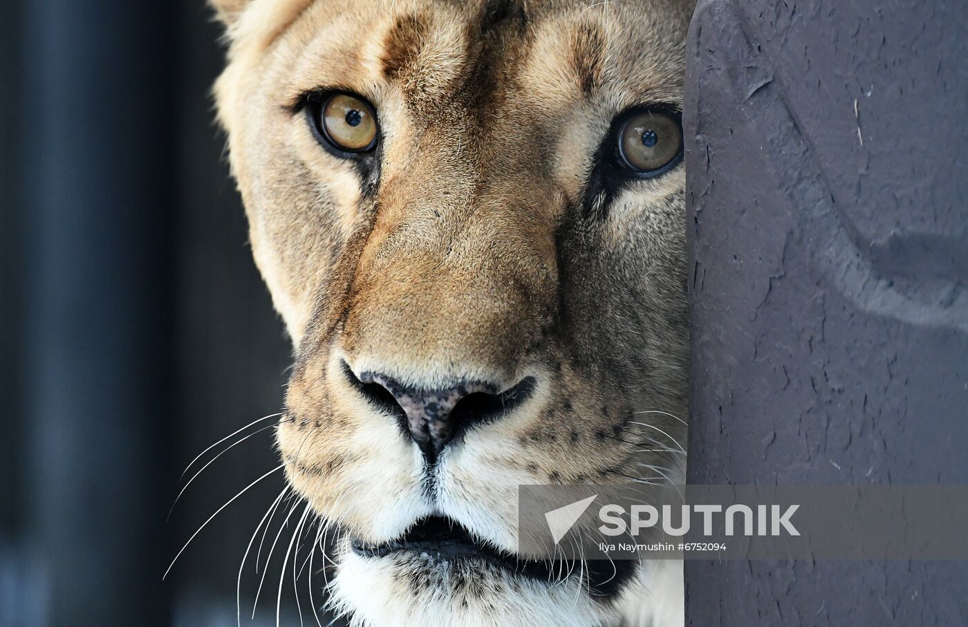 Russia Zoo Lunar New Year
