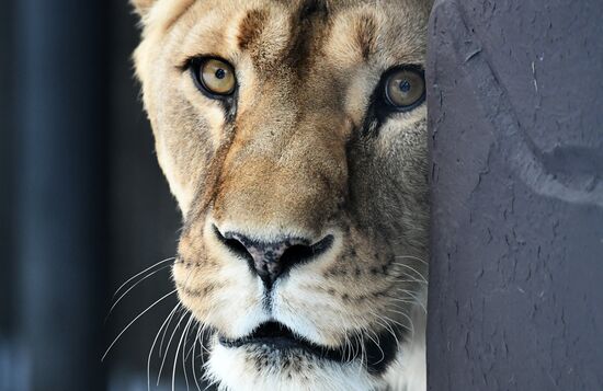 Russia Zoo Lunar New Year