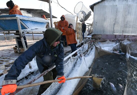 Russia Fish Farm