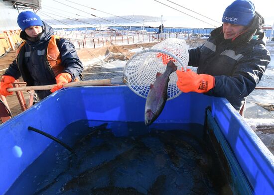 Russia Fish Farm