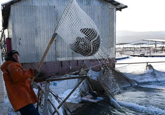 Russia Fish Farm