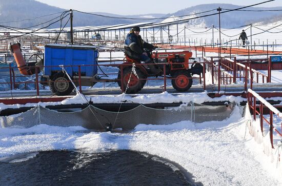Russia Fish Farm