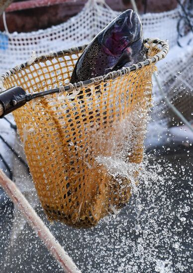 Russia Fish Farm