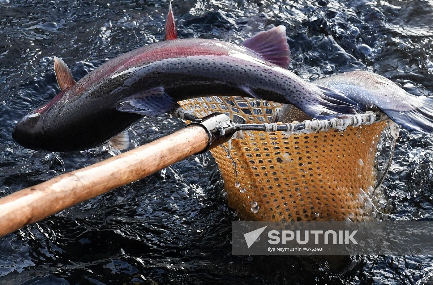 Russia Fish Farm