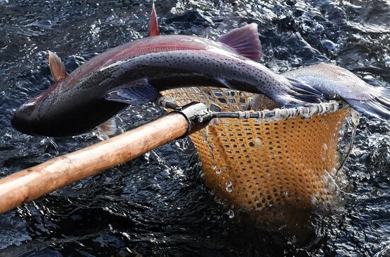 Russia Fish Farm
