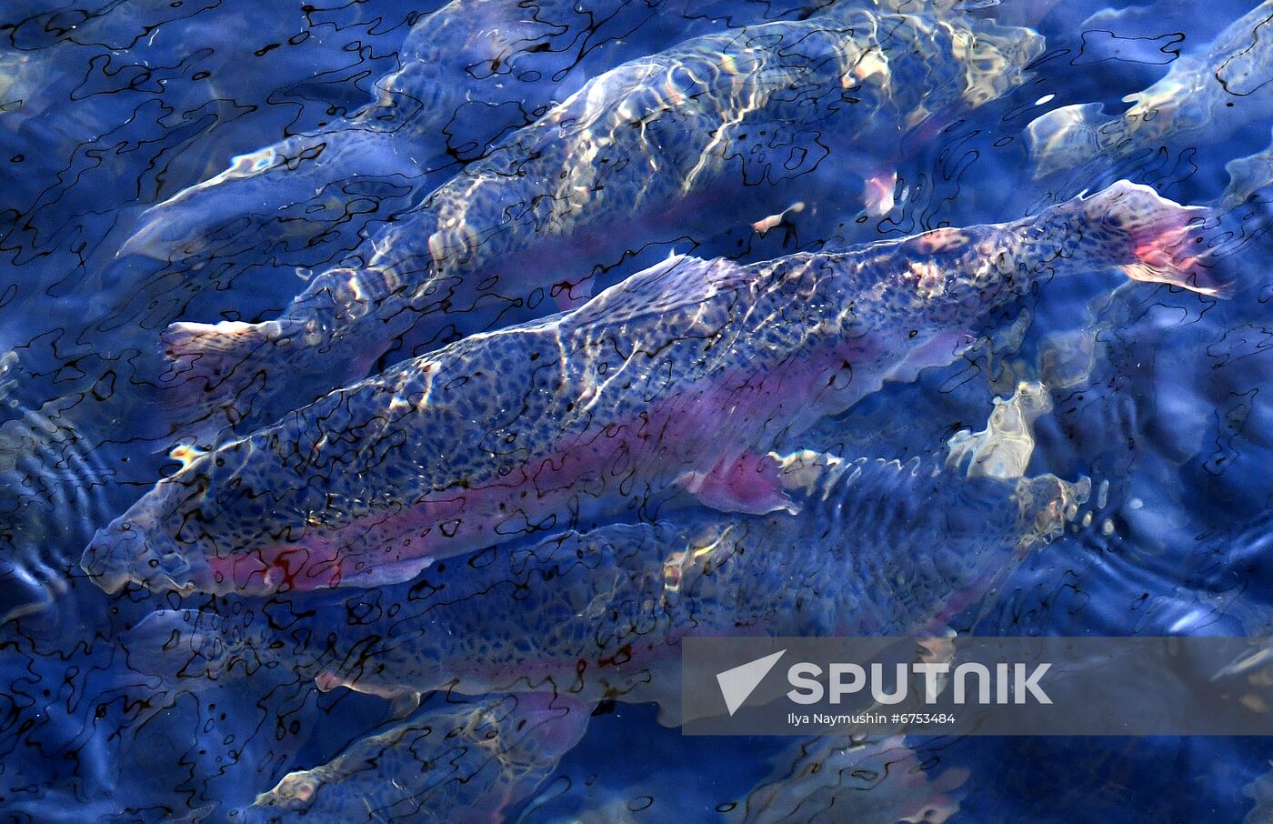 Russia Fish Farm