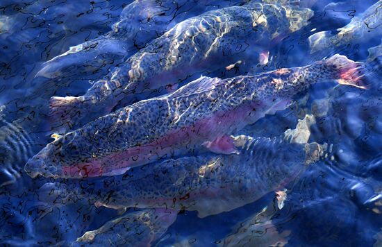Russia Fish Farm