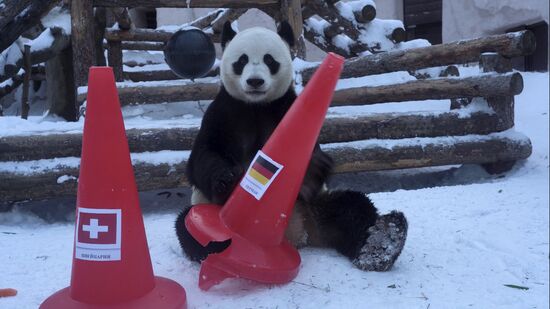 Russia Olympics 2022 Animals Prediction