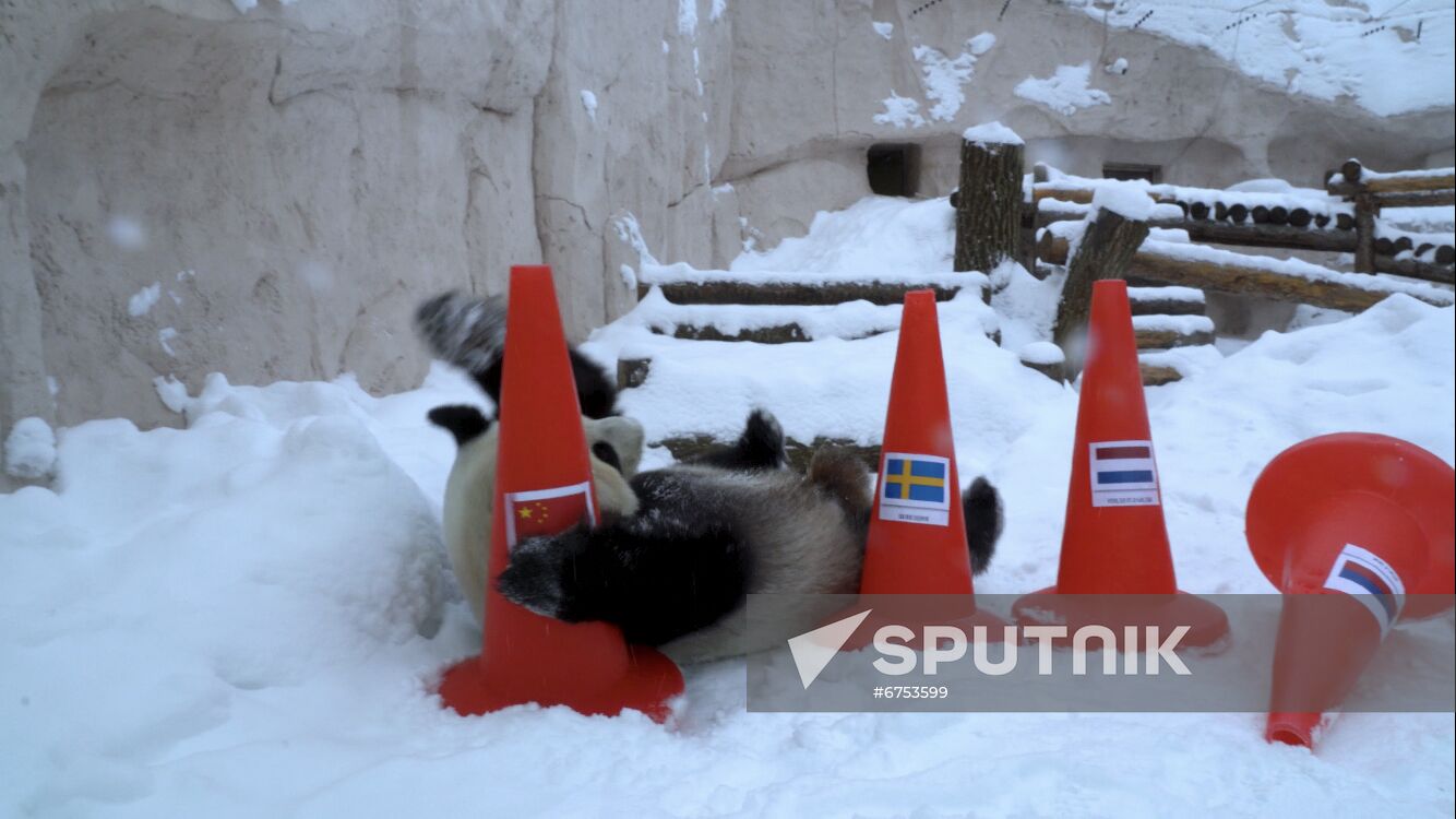 Russia Olympics 2022 Animals Prediction