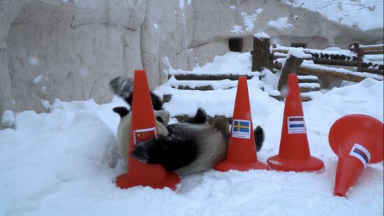 Russia Olympics 2022 Animals Prediction