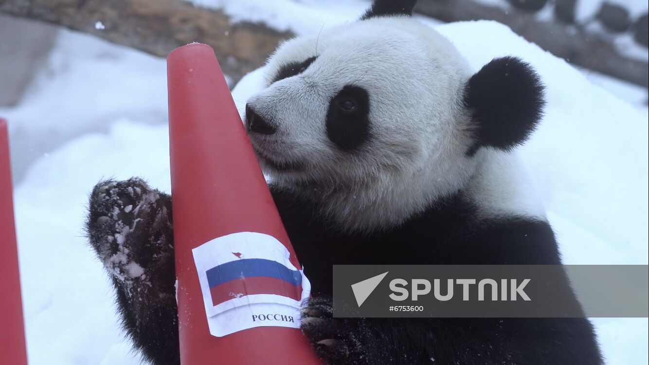 Russia Olympics 2022 Animals Prediction