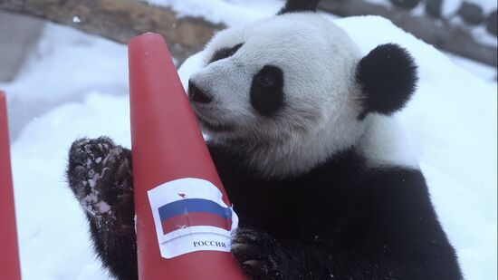 Russia Olympics 2022 Animals Prediction