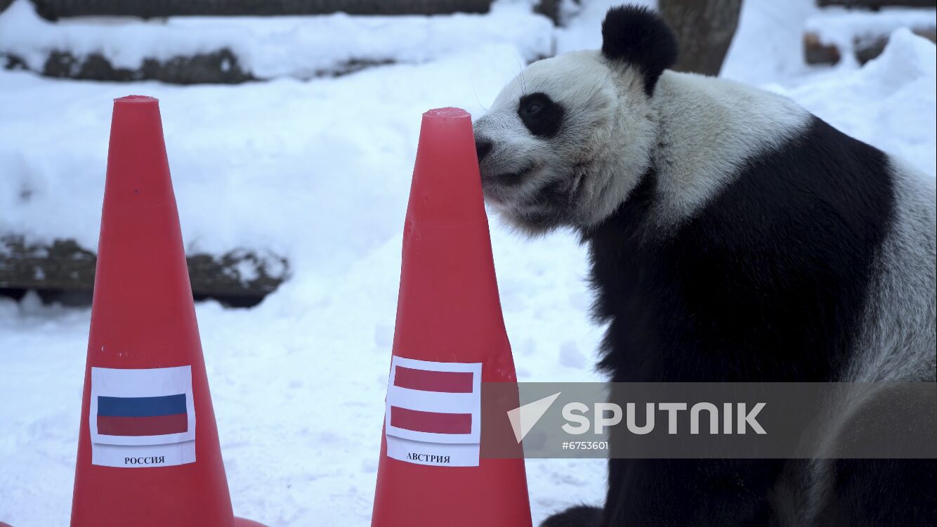 Russia Olympics 2022 Animals Prediction