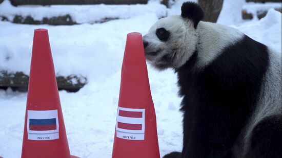 Russia Olympics 2022 Animals Prediction