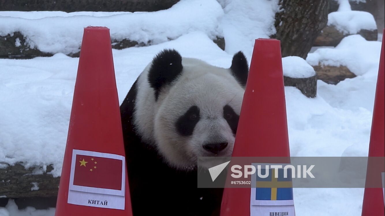 Russia Olympics 2022 Animals Prediction