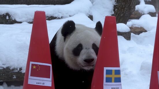 Russia Olympics 2022 Animals Prediction