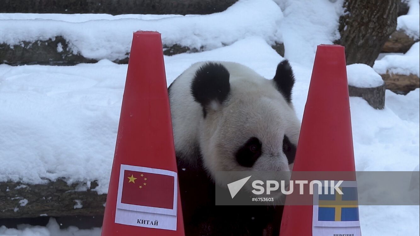 Russia Olympics 2022 Animals Prediction