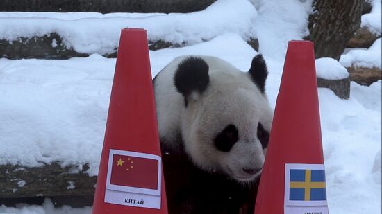 Russia Olympics 2022 Animals Prediction