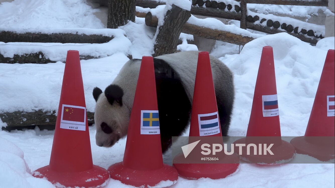 Russia Olympics 2022 Animals Prediction