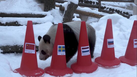 Russia Olympics 2022 Animals Prediction