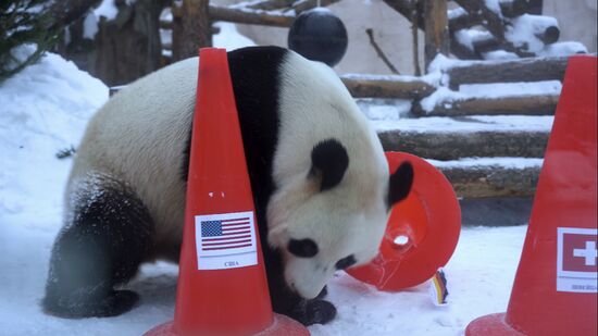 Russia Olympics 2022 Animals Prediction