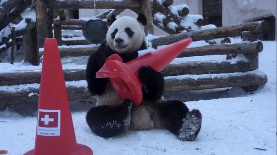 Russia Olympics 2022 Animals Prediction
