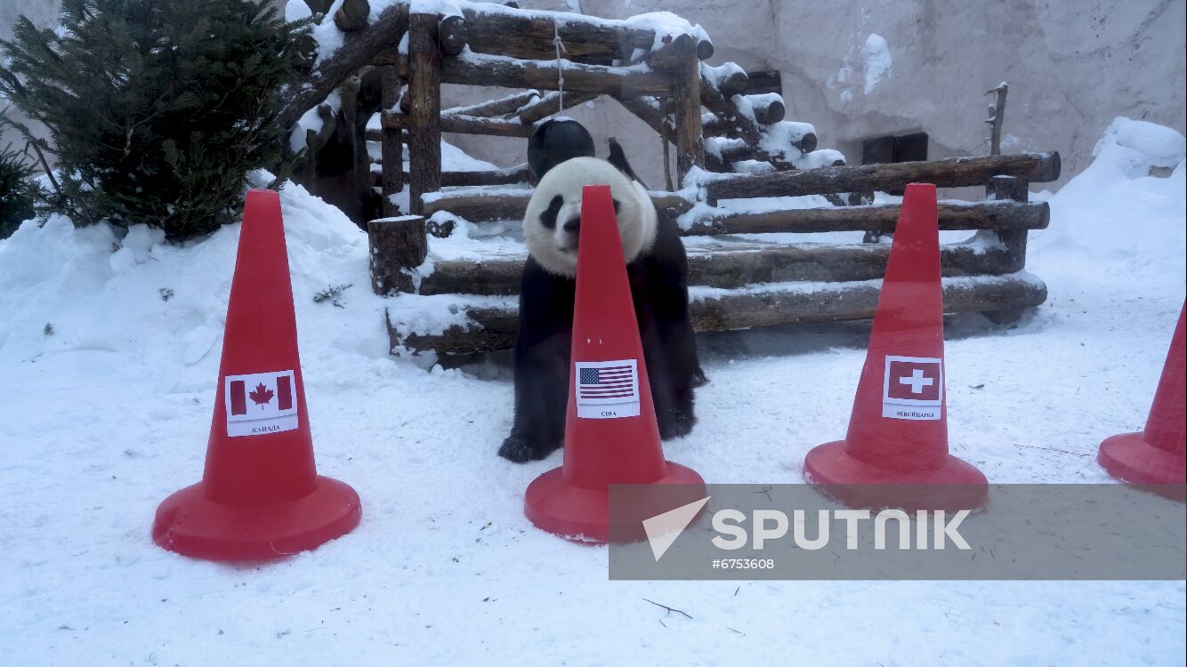 Russia Olympics 2022 Animals Prediction