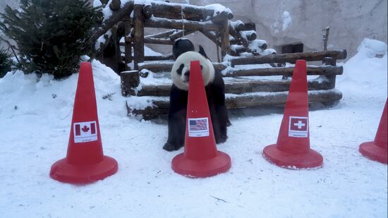 Russia Olympics 2022 Animals Prediction