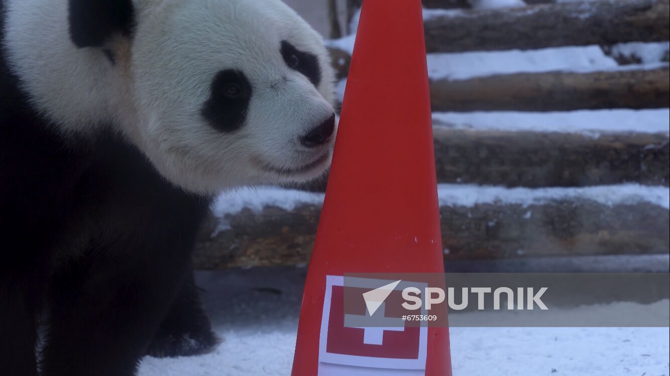 Russia Olympics 2022 Animals Prediction