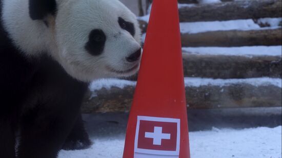 Russia Olympics 2022 Animals Prediction