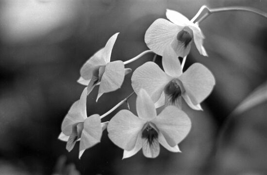 Main Botanical Garden of Soviet Academy of Sciences