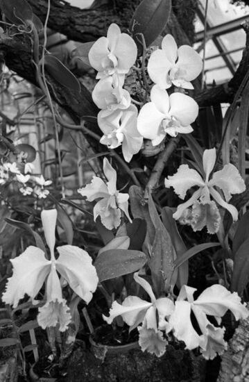 Main Botanical Garden of Soviet Academy of Sciences