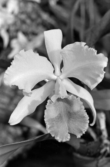 Main Botanical Garden of Soviet Academy of Sciences