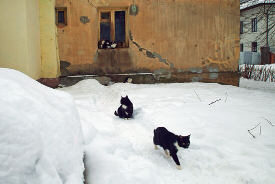 Tarusa cats