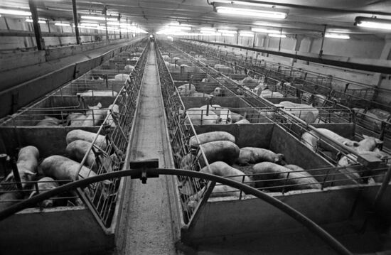 Omsk Bacon livestock-breeding facility