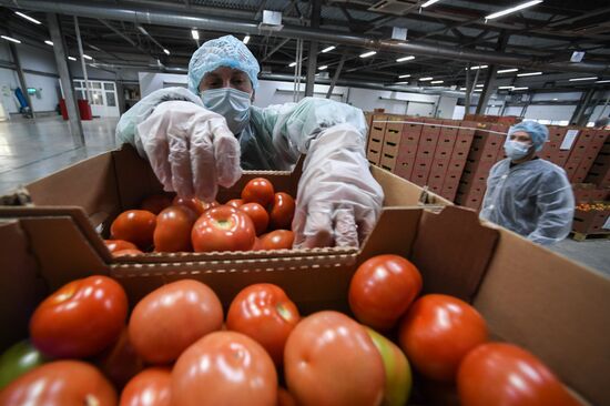 Russia Agriculture Greenhouse