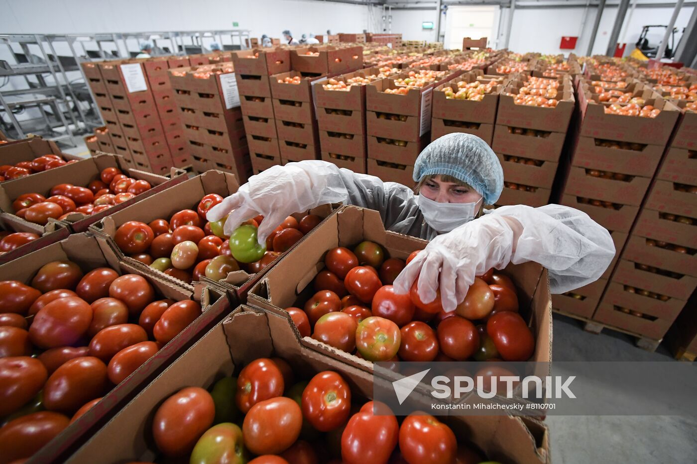 Russia Agriculture Greenhouse