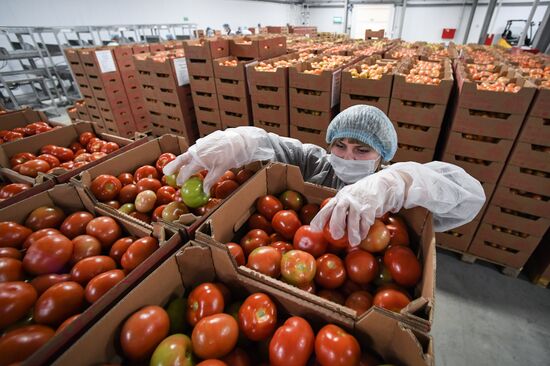 Russia Agriculture Greenhouse