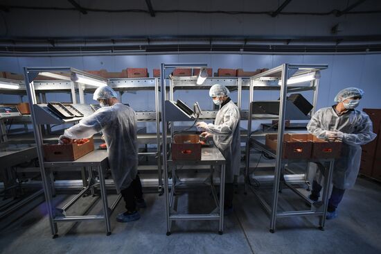 Russia Agriculture Greenhouse